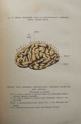 Сикорский И.А. Всеобщая психология с физиогномикой в иллюстрированном изложении. Киев, 1904.